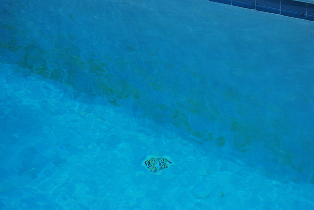 Algae in the pool