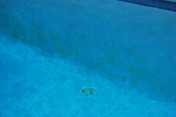 Algae coated pool