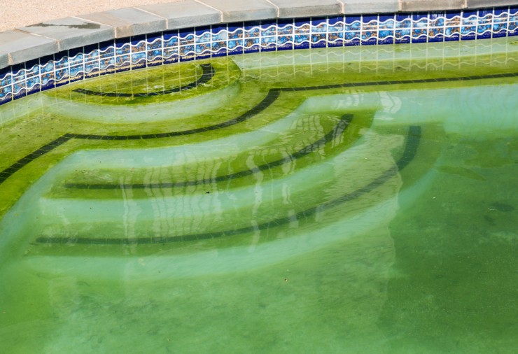 Algae in the pool