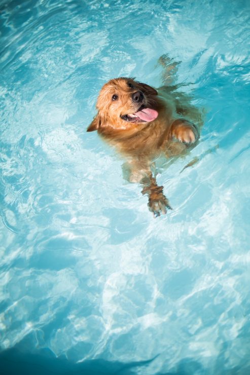 Cute Dog Swimming In The Pool