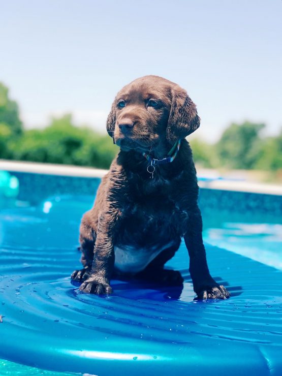 Puppy dog on pool float