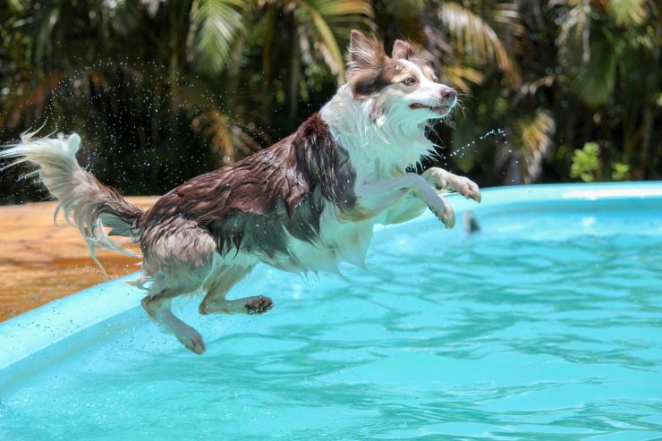 Wet dog jumping into a swimming pool