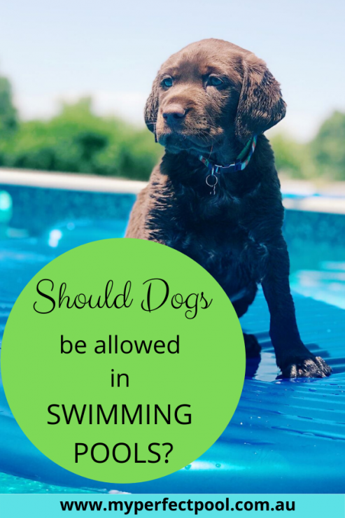 Should Dogs Be Allowed In Pools
