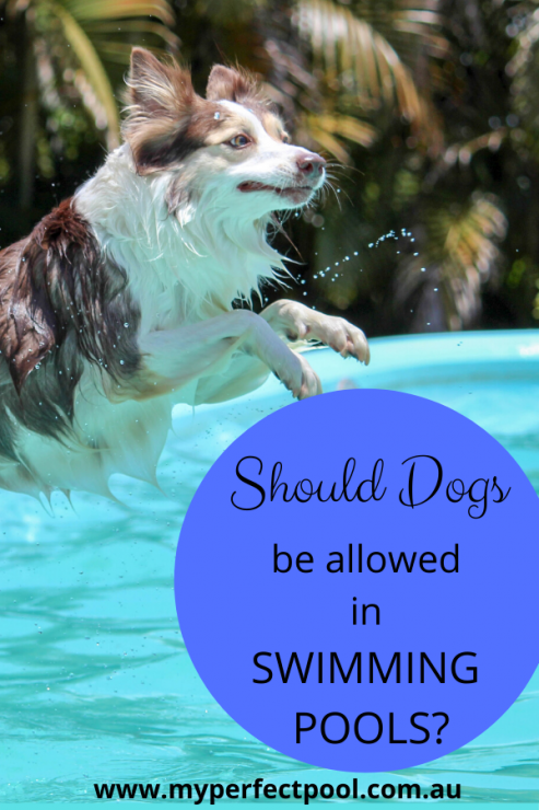 Should Dogs Be Allowed In The Pool