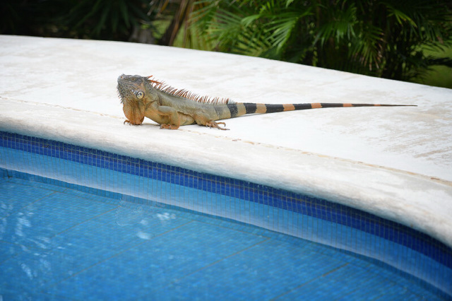 iguana near the pool