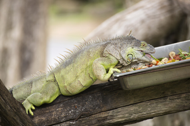 Iguana eating fruits and vegetables