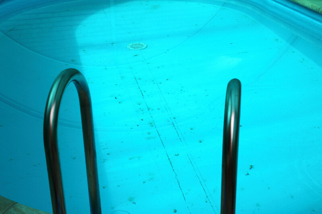 algae in swimming pool
