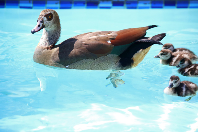 Goose and goslings in the pool