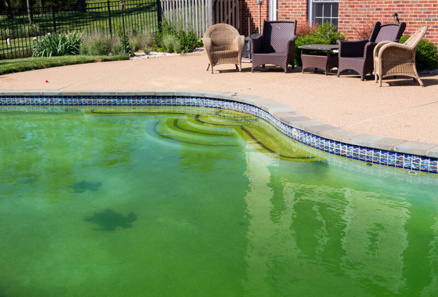 swimming pool with green algae