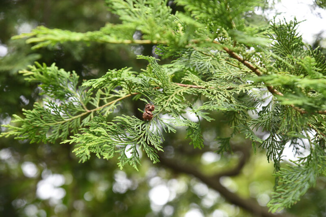 Hinoki Cypress Tree