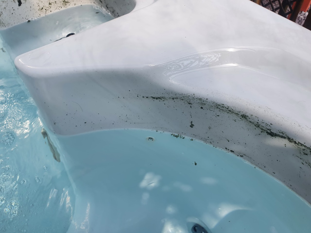 Black mold mildew hot tub