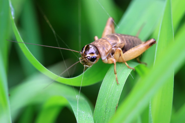 Brown cricket on a leaf.