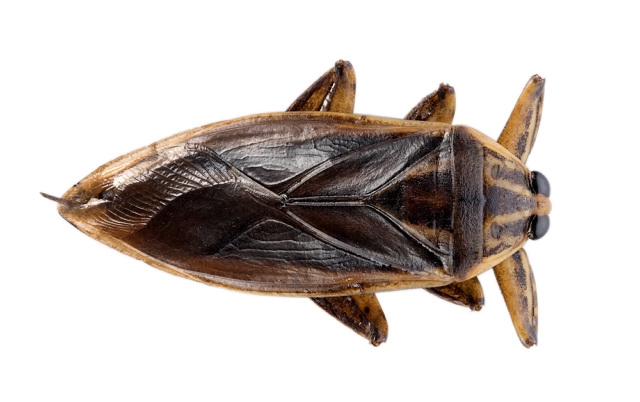 Dark and light brown giant water bug.