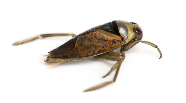 Backswimmer with a dark and light brown back.