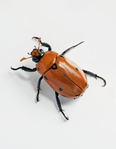 Rusty orange colored Christmas beetle with black spots