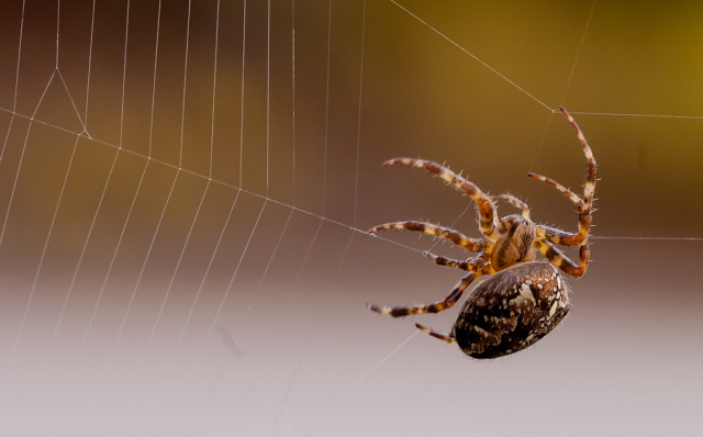 Brown spider on a web.