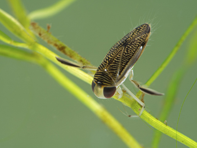 Water boatman on a leaf