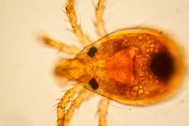 Water mite on a microscope.