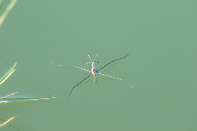 A water strider floating in the water.