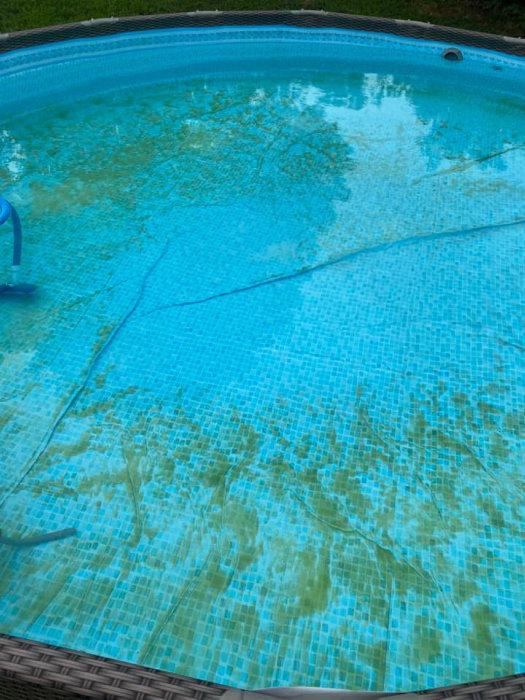 Mustard algae, also know as yellow algae on pool floor.