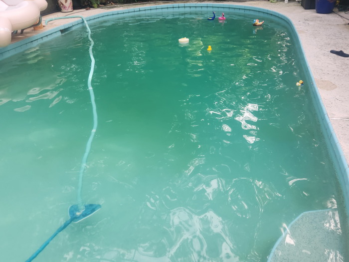 Manual pool vacuum in pool vacuuming dead green algae after chlorine shock treatment.