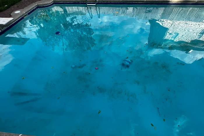 yellow or mustard algae in an inground pool
