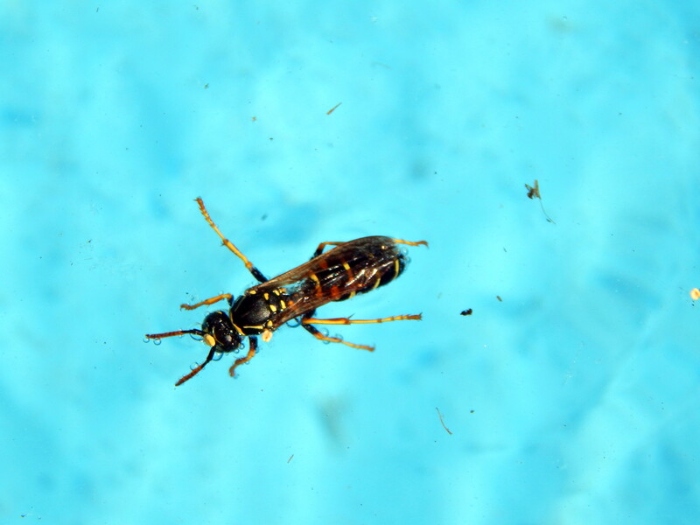 a bug swimming in the pool