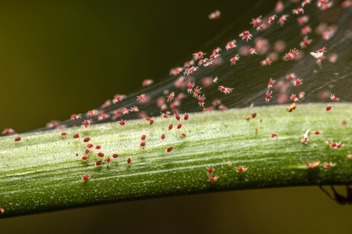 Lots of small spider like bugs with red body and white legs.